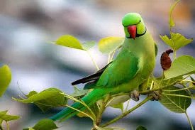 Birds